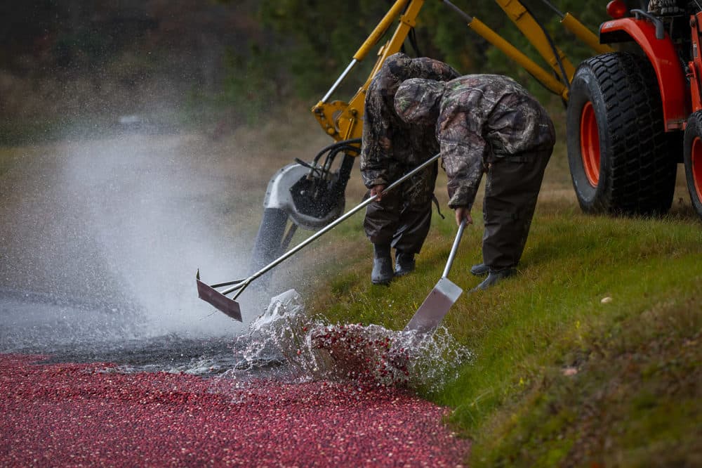 Harvesters corral the floating cranberries by hand. A tractor equipped with a giant blower blows the berries away from the edge so that a boom can capture the fruit. (Jesse Costa/WBUR)