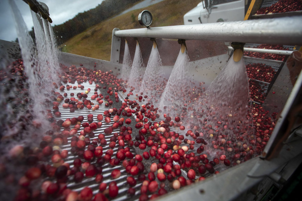 The cranberries then tumble through the cleaning machine, which removes their stems and gives them a wash.. (Jesse Costa/WBUR)