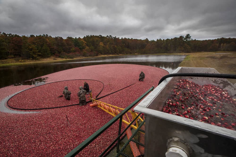 The cranberries are pumped through a large hose and into a machine for cleaning. (Jesse Costa/WBUR)