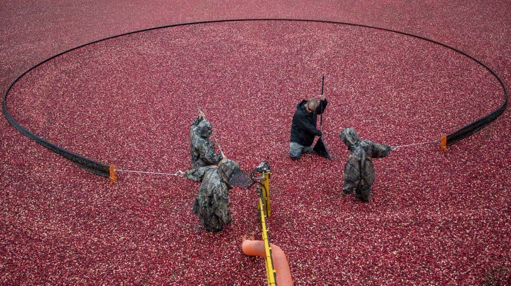 Harvesters constrict the boom to guide the cranberries into a vacuum. (Jesse Costa/WBUR)