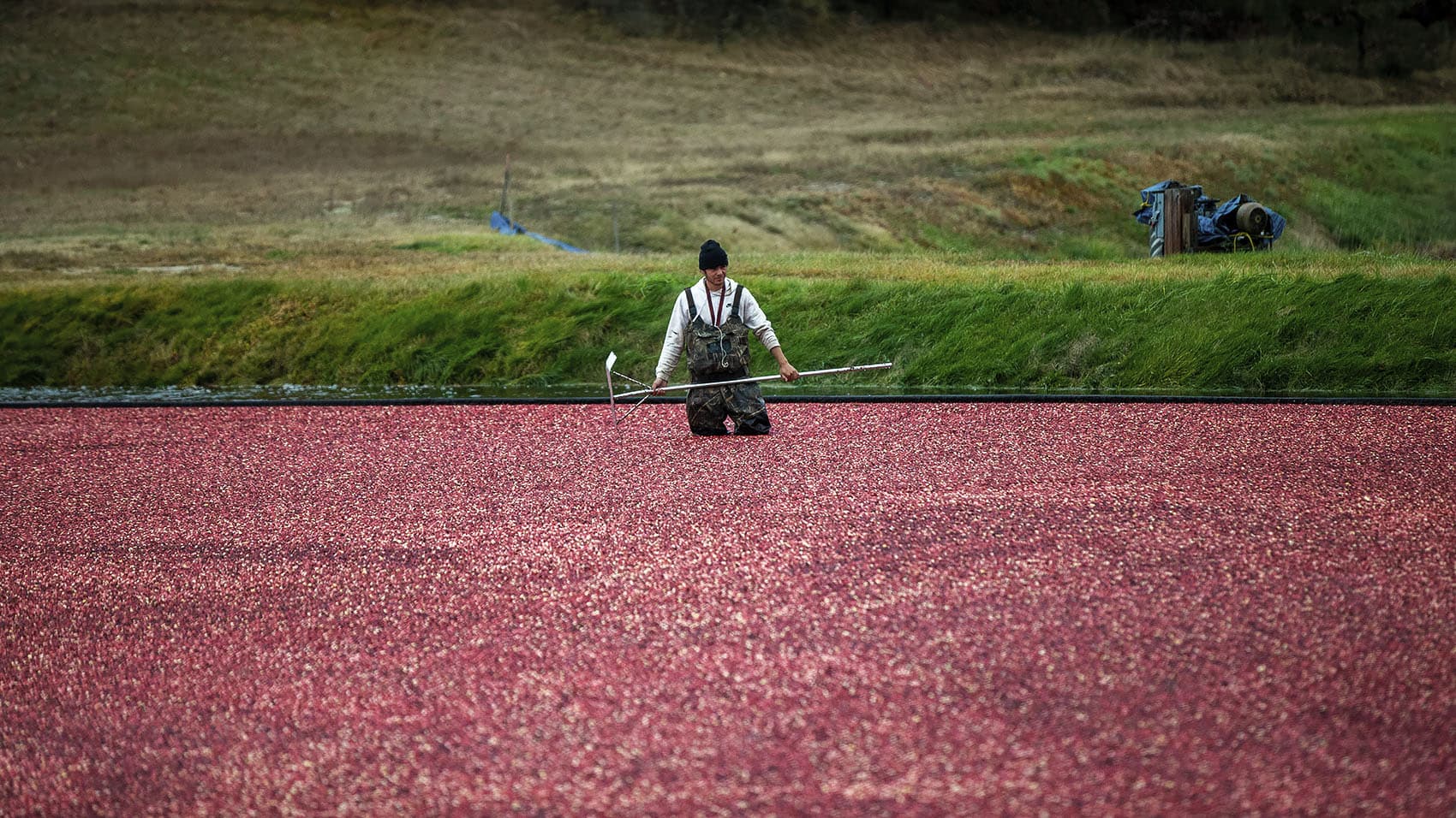 Photos One Of The Last Cranberry Harvests At Pinnacle Bog In Plymouth