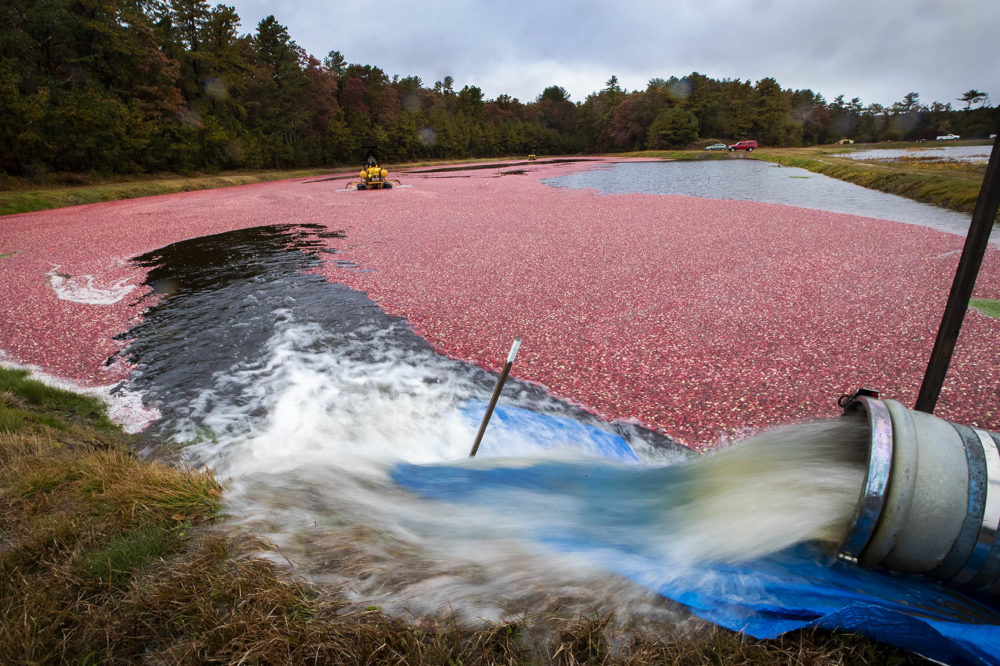 Water is continually pumped into the bog to keep the cranberries afloat during harvesting. (Jesse Costa/WBUR)