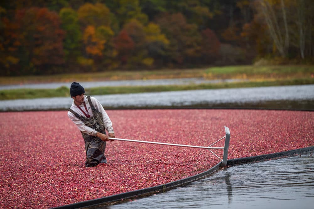 A harvester pulls the boom to move the island of cranberries. (Jesse Costa/WBUR)