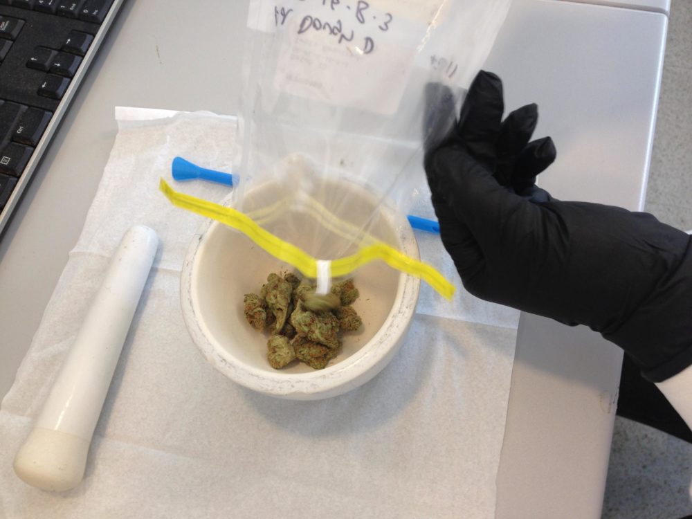 Inside CDX Analytics, a licensed cannabis testing lab in Salem, Massachusetts, a cannabis sample is prepared for testing. (Nancy Eve Cohen/NEPR)