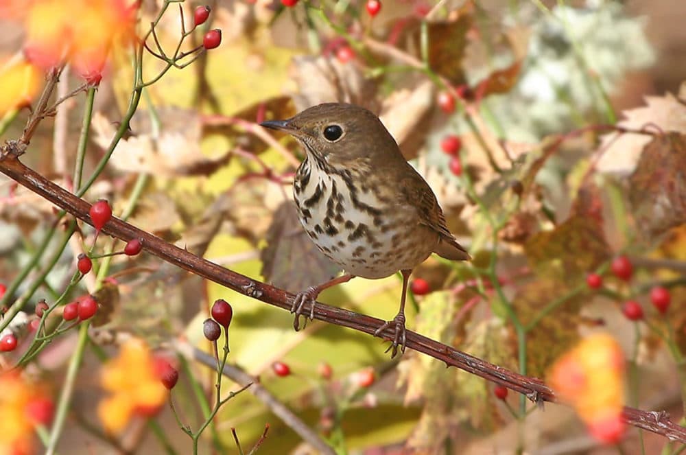 A hermit thrush, which migrates in late autumn thanks to climate change, increasingly encounters invasive fruits like multiflora rose. But, the birds don't really eat them. (Courtesy Jeremiah Trimble)