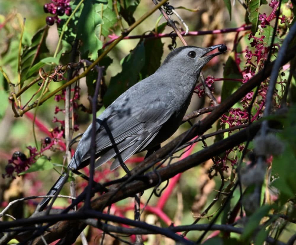 Migratory birds like this gray catbird continue to prefer the fruits of native plans like pokeweed during the fall. (Courtesy Ann Stinely)