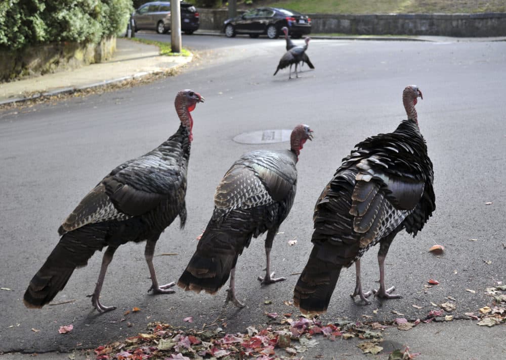 In this Sept. 27, 2017 photo, wild turkeys walk along a street in a residential neighborhood in Brookline, Mass. Wild turkeys have bounced back in New England in what's considered a success story for wildlife restoration. But as they spread farther into urban areas, they're increasingly coming into conflict with humans who say they ravage gardens, damage cars and attack people. (Collin Binkley/AP)