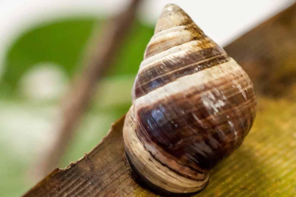 George, a Hawaiian tree snail, died on New Year’s Day 2019. He was the last known member of his species alive. (David Sischo/Hawaii Department of Land and Natural Resources)