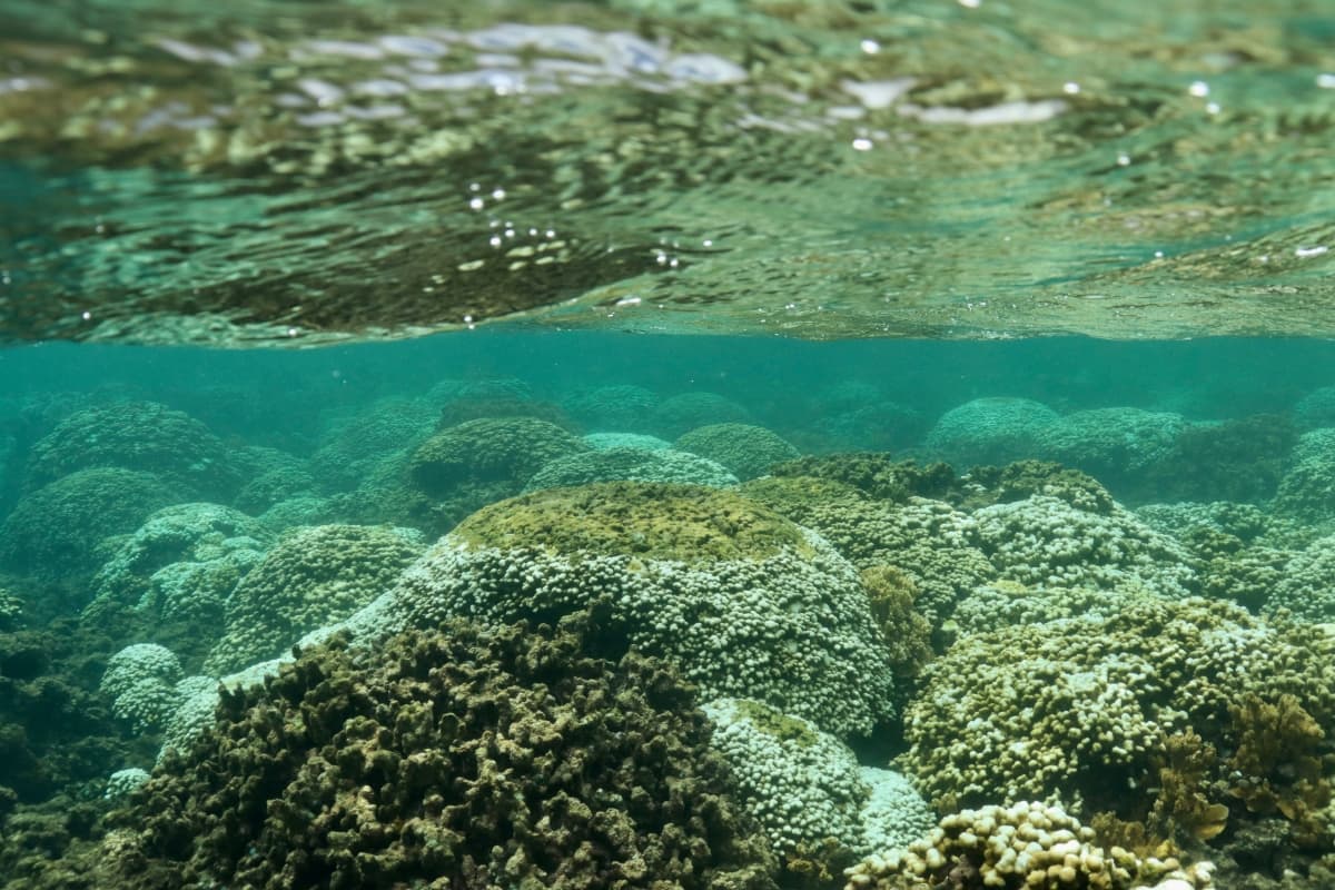 Bleaching and partially dead coral colonies in Kaneohe Bay. (Photo by Shreya Yadav/Madin Lab/Hawaii Institute of Marine Biology)