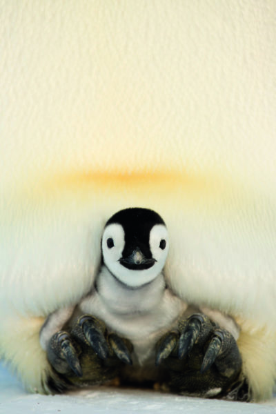 Chick peers out at the icy world. (Lindsay McCrae)