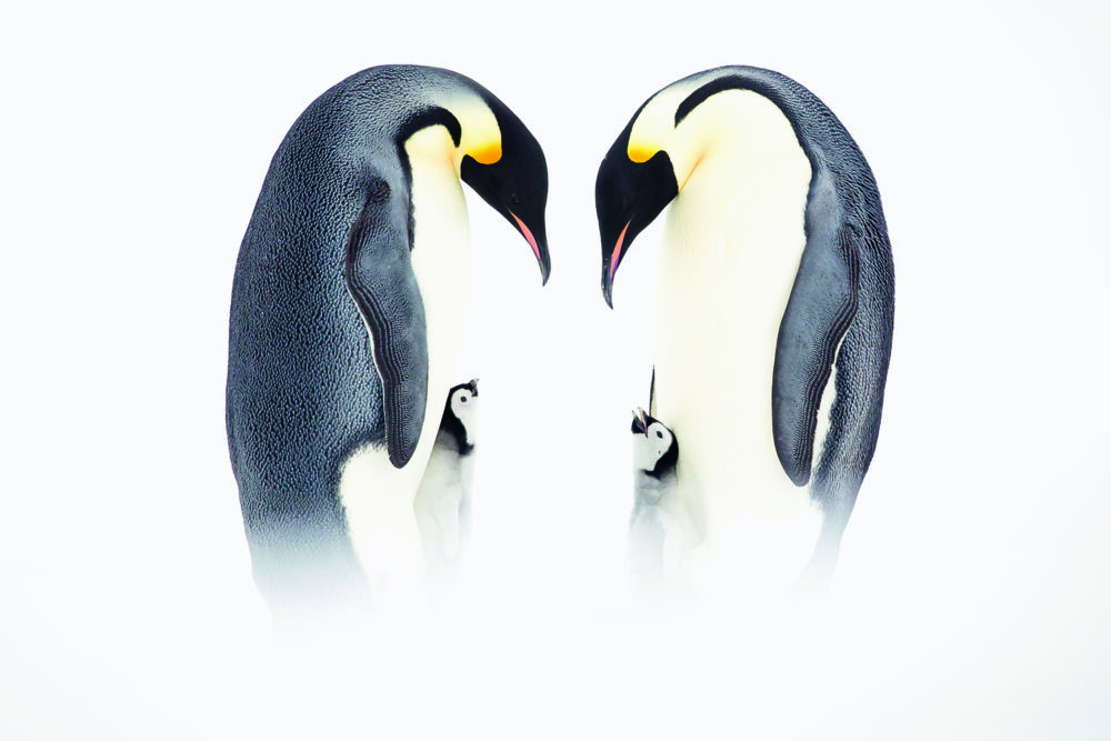 Capturing Emperor Penguins: Filmmaker Braved Antarctic Winter To Film