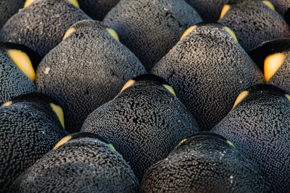 Penguins huddle. (Lindsay McCrae)
