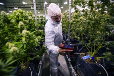 How Mass. Cannabis Inspectors Keep A Watchful Eye Over The Legal Pot Industry