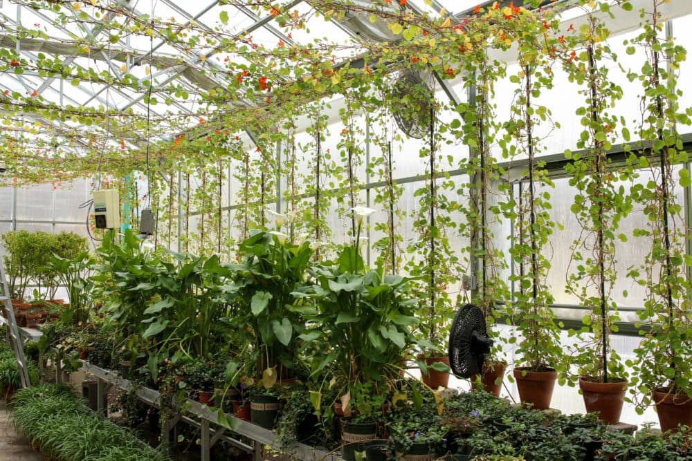 The Dorothy McGee Greenhouse where Stanley Kozak tended to some of the plants at the Isabella Stewart Gardner Museum (Courtesy Isabella Stewart Gardner Museum)