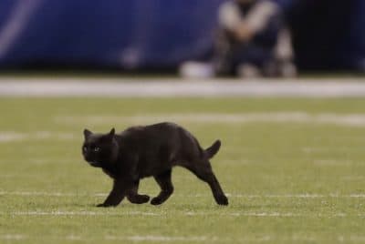 Gay: For Athlete Of The Decade, Don't Forget About This Fast Cat