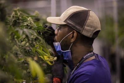 As Vapes Sell Again In Mass., Cannabis Stores Push To Make New Products Under New Rules