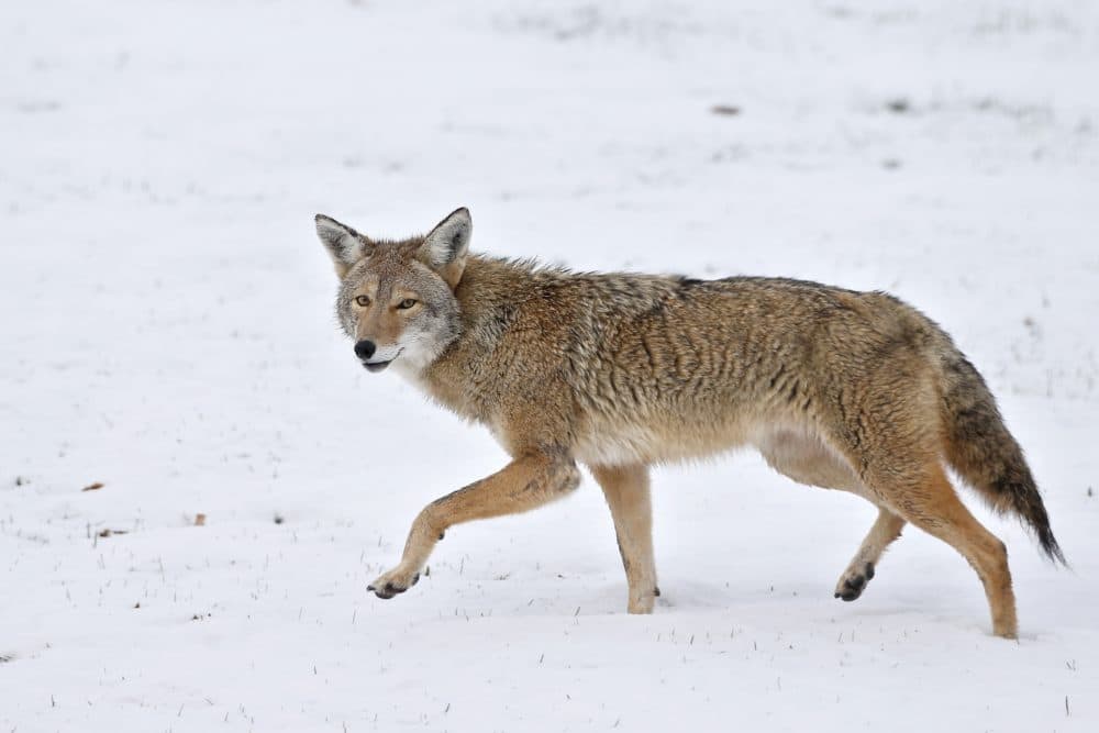A coyote walks across fresh snow in Boulder, Colo. in 2015. Animal rights groups are hailing a December 2019 decision by Massachusetts wildlife officials to ban hunting contests in the state for certain predator and fur-bearing animals, including coyotes. (Brennan Linsley/AP)