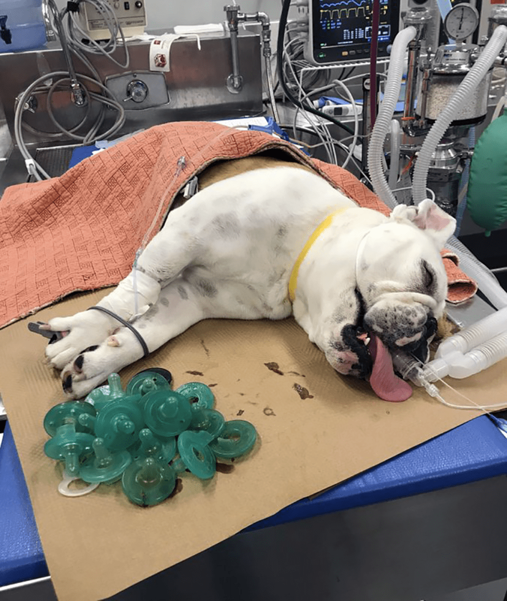 In this Friday, June 7, 2019, photo provided by the MSPCA's Angell Animal Medical Center, a Bulldog named &quot;Mortimer&quot; rests while sedated on an operating room table after 19 pacifiers were removed from his stomach at the MSPCA's Angell Animal Medical Center in Boston. Vets think Mortimer had been taking the pacifiers from his owner's two children over the course of months. The dog has fully recovered, according to a spokesman. (Rob Halpin/MSPCA-Angell via AP)