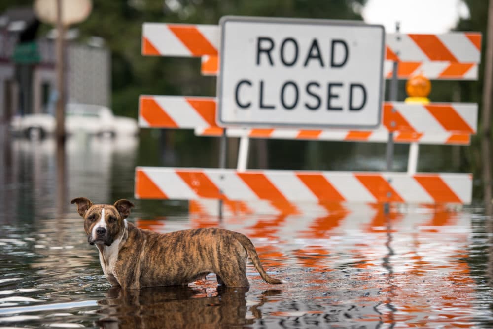 A dog stands in floodwaters from the Waccamaw River caused by Hurricane Florence in Bucksport, South Carolina. (Sean Rayford/Getty Images)