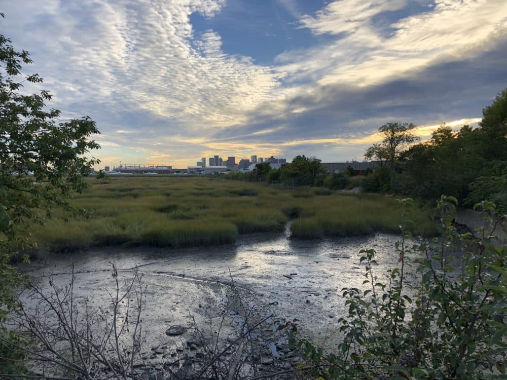 Belle Isle Marsh (Photo courtesy Friends of Belle Isle Marsh)