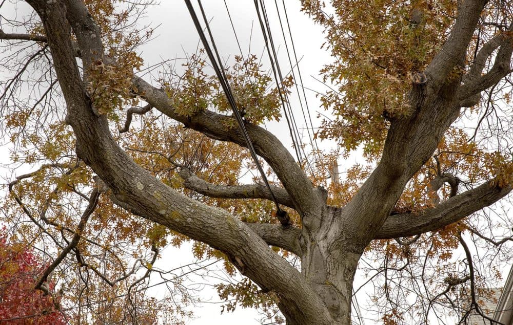 An oak tree on Brookline Street in Cambridge, cut back to make way for power cables. (Robin Lubbock/WBUR)
