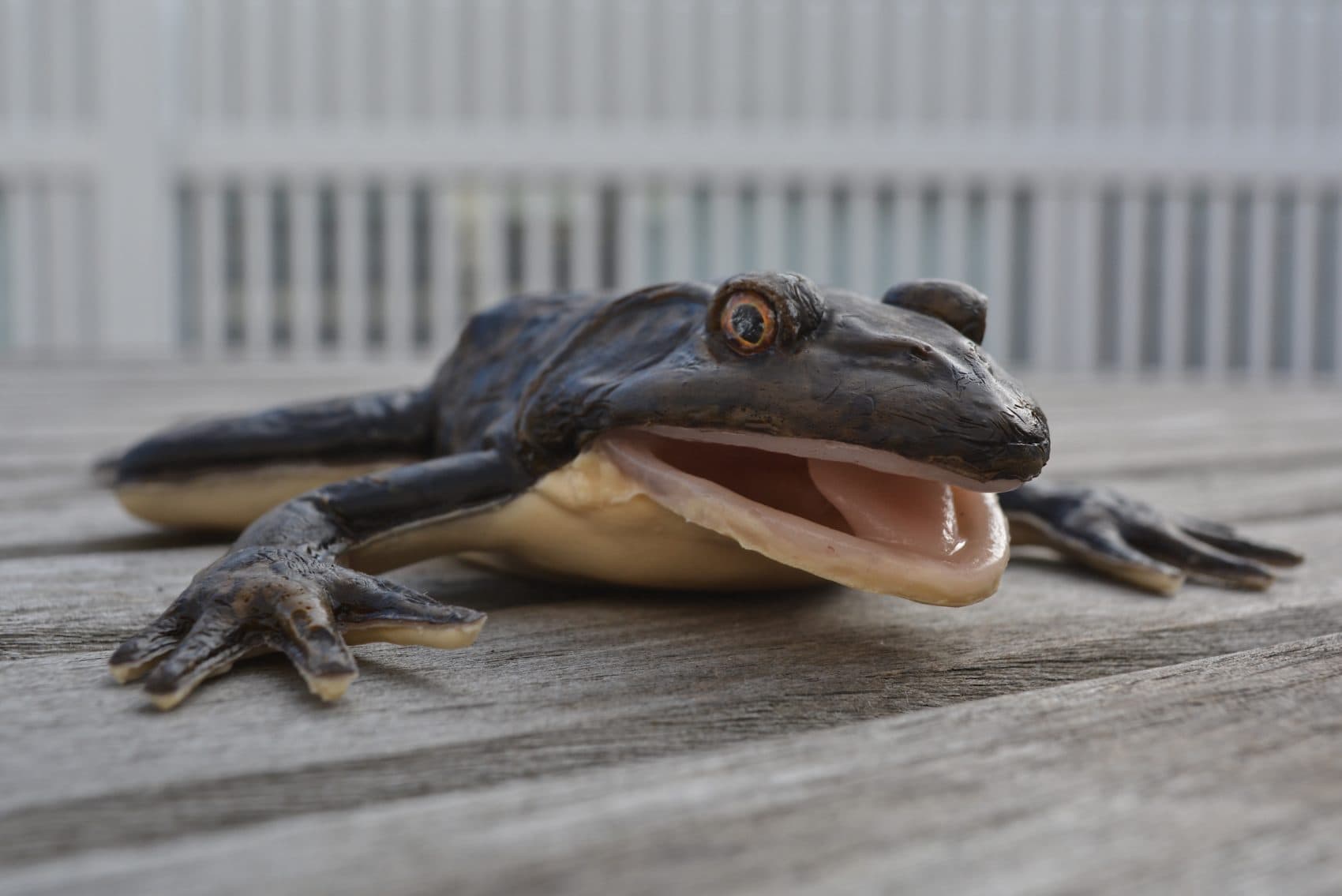 A synthetic frog. (Allison Hagan/Here & Now)