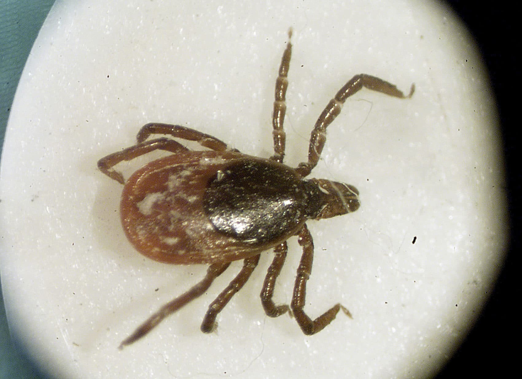 This March 2002 file photo shows a deer tick under a microscope in the entomology lab at the University of Rhode Island in South Kingstown, R.I. (Victoria Arocho/AP File Photo)