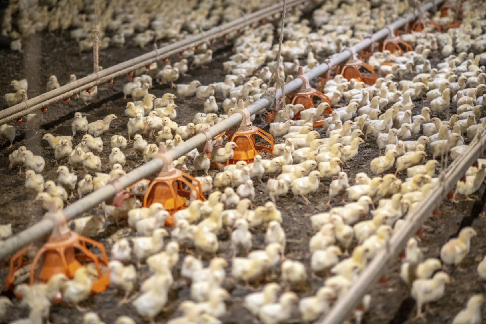 A brood of baby chicks inside of chicken house, Henderson, MD (Edwin Remsberg/VWPics via AP)
