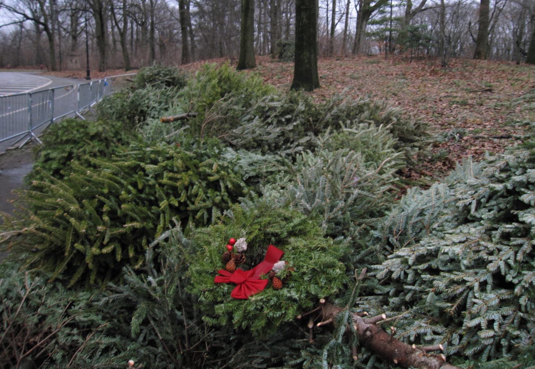 Christmas trees. (Beth J. Harpaz/AP)