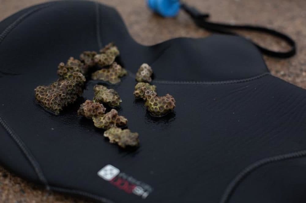 This species of coral, called "Astrangia poculata," may hold genetic secrets that could help tropical corals threatened by climate change. (Patrick Skahill/Connecticut Public Radio)