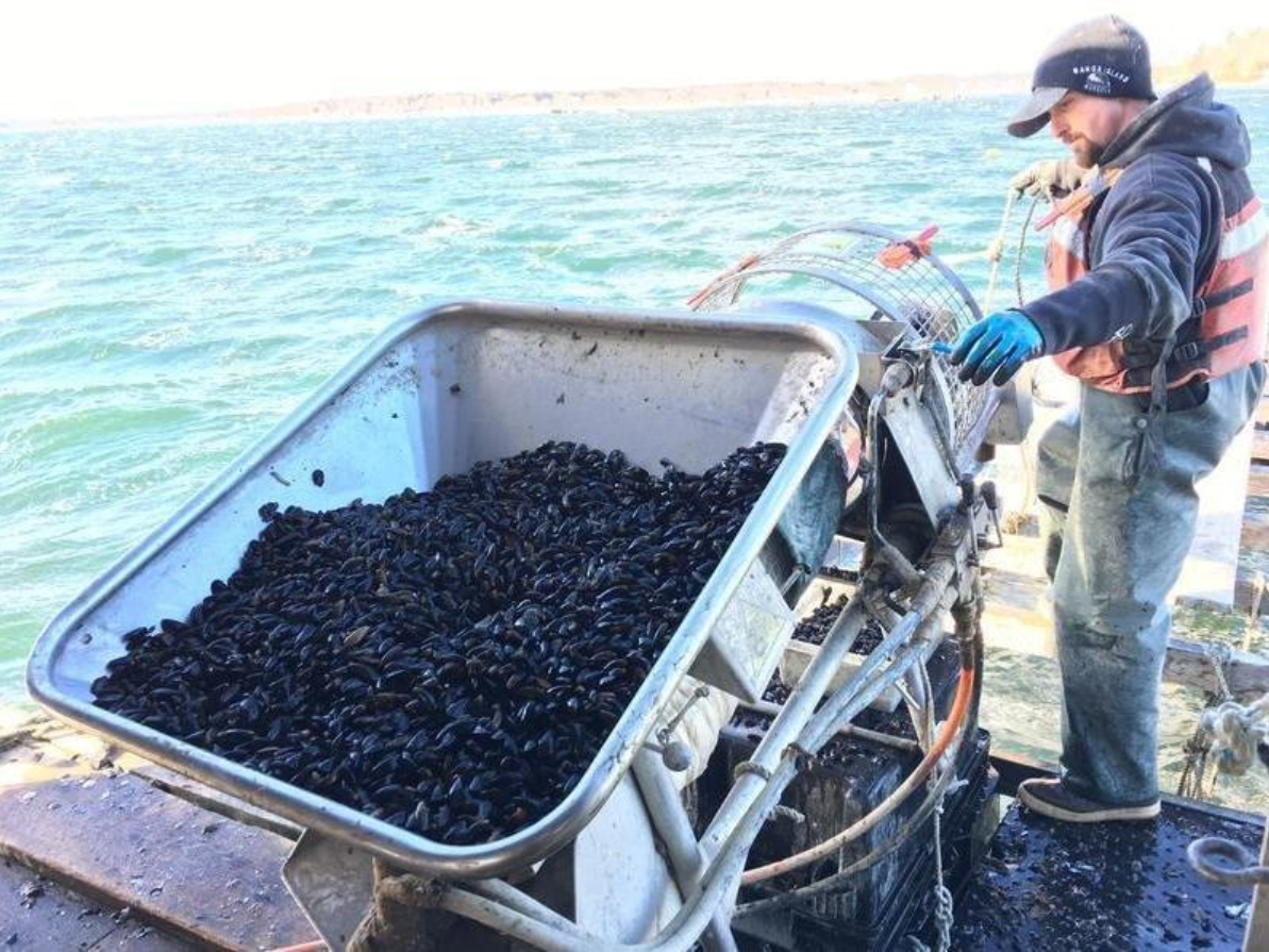 In this 2018 file photo, a Bangs Island Mussels worker sets juvenile mussels onto a rope. (Fred Bever/ Maine Public Radio)