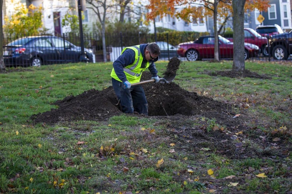 Mike Nichols puts the finishing touches on a hole which a new tree will be planted at Prescott Sq. Park in East Boston. (Jesse Costa/WBUR)