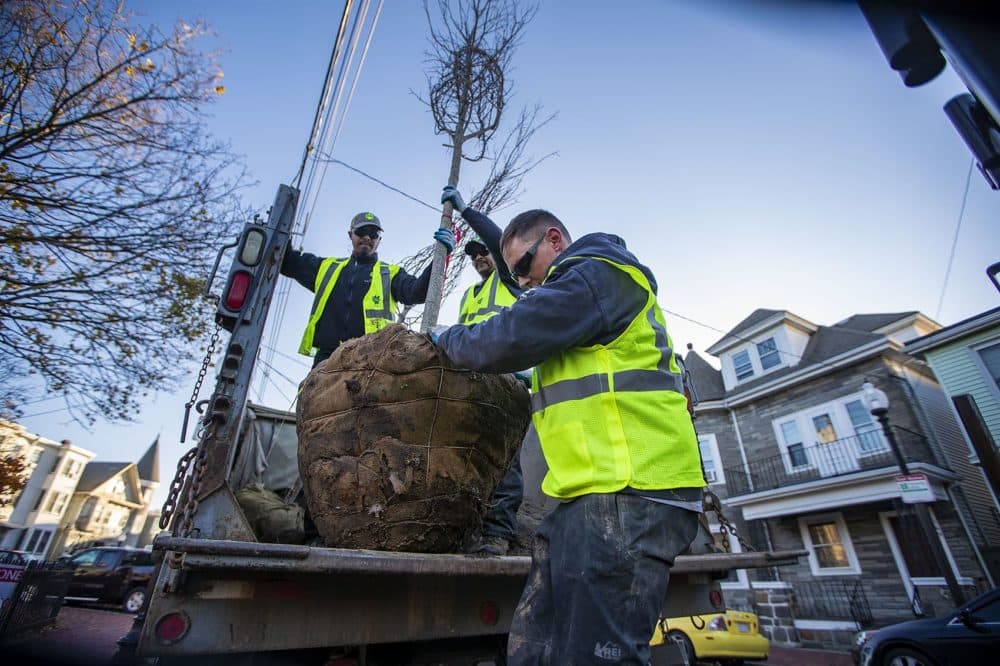 Mike Nichols, Tomas Cardoso and Romeo Gonzales remove a young tree from their truck at Prescott Sq. Park in East Boston. (Jesse Costa/WBUR)