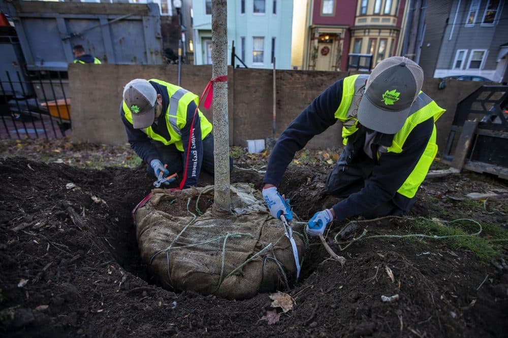Tomas Cardoso and Romeo Gonzales remove the burpal covering the roots of the tree at Prescott Sq. Park in East Boston. (Jesse Costa/WBUR)