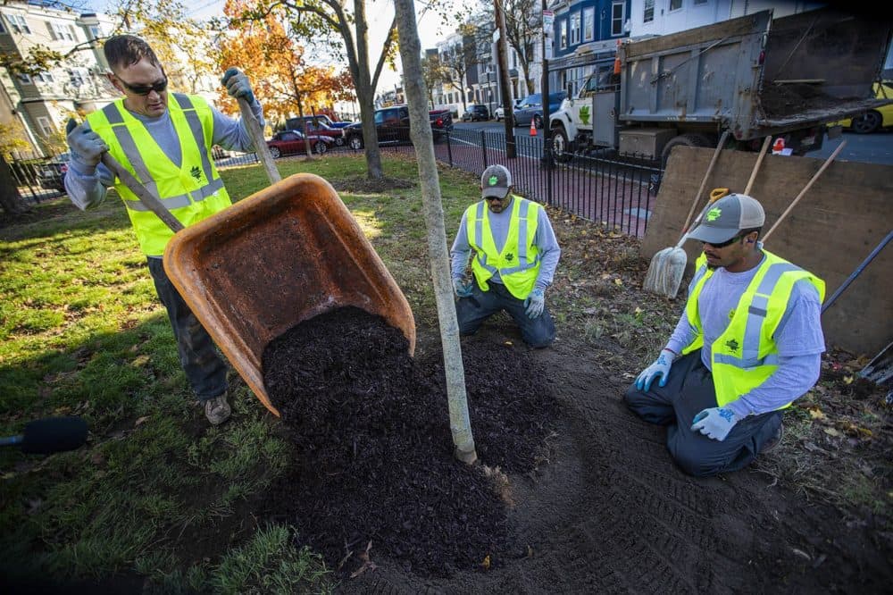 Mike Nichols, dumps mulch over the planted tree's base for the winter months at Prescott Sq. Park in East Boston. (Jesse Costa/WBUR)