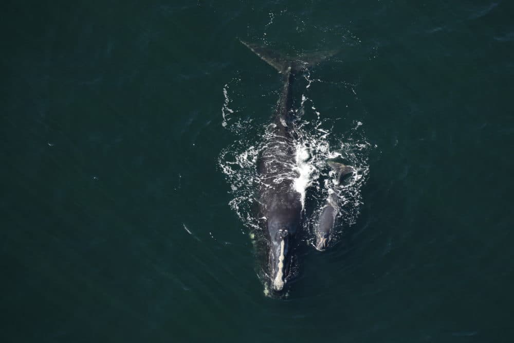 Dragon and her calf swim in the calving grounds off Florida in 2016.