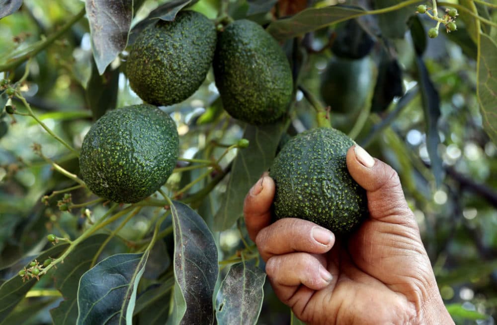 Mexican drug cartels have gotten into the lucrative avocado business in Michoacan Province, where most of the avocados imported into the U.S are grown. (Jose Castanares/AFP/Getty Images)