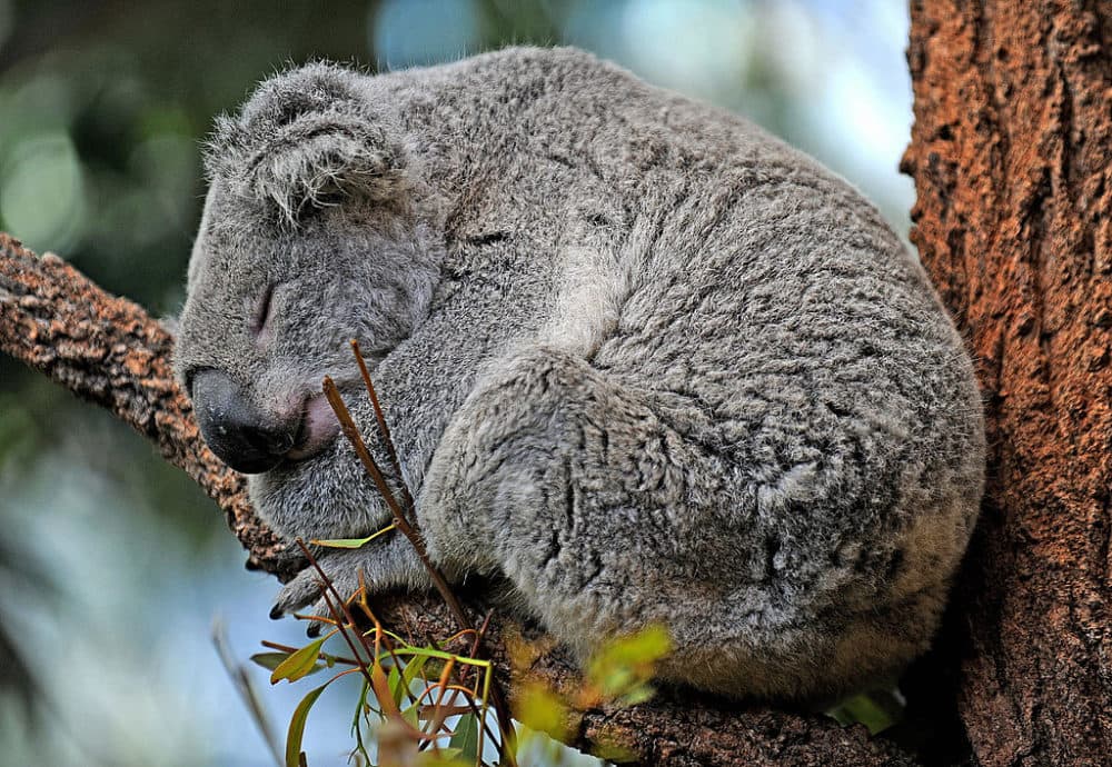 An Australian koala rests on a branch in Sydney. (Greg Wood/AFP/Getty Images)