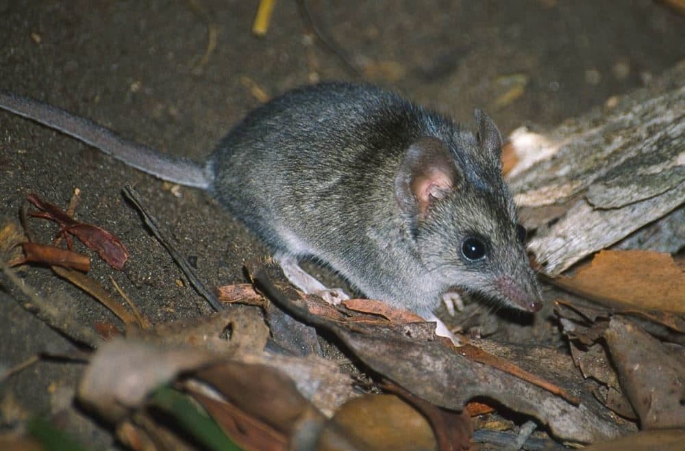 Kangaroo Island dunnart (Courtesy of Natural Resources Kangaroo Island in Australia)