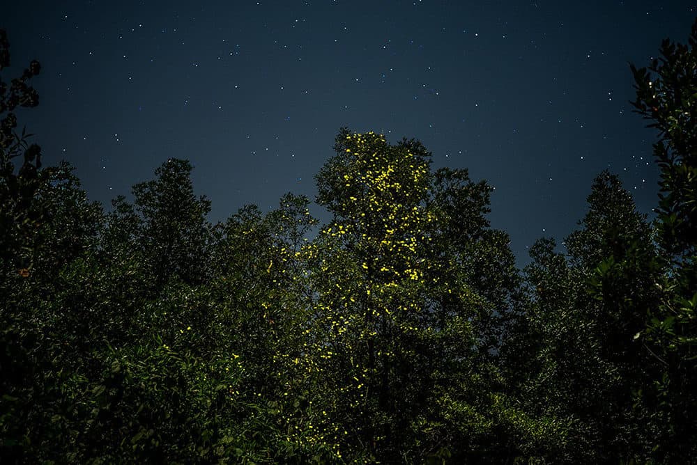 (Radim Schreiber / FireflyExperience.org)