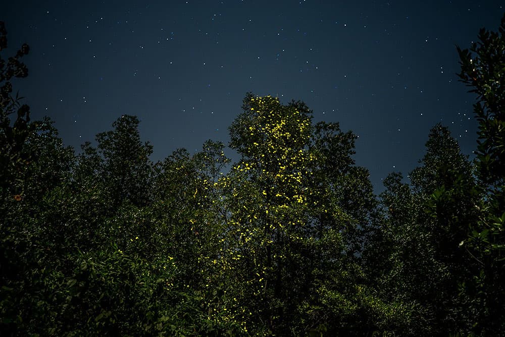 Lights out? Fireflies face extinction threats of habitat loss, light  pollution, pesticides