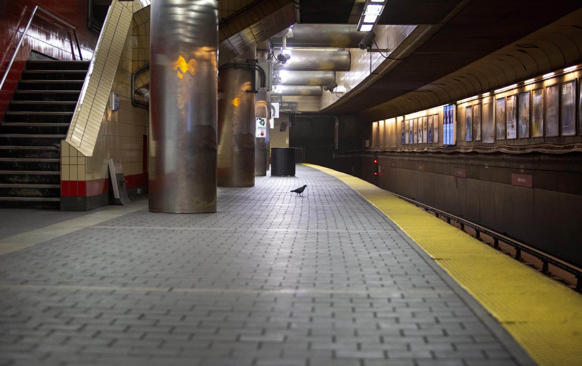 March 16: A pigeon explores an empty platform at the Harvard Red Line station. (Robin Lubbock/WBUR)