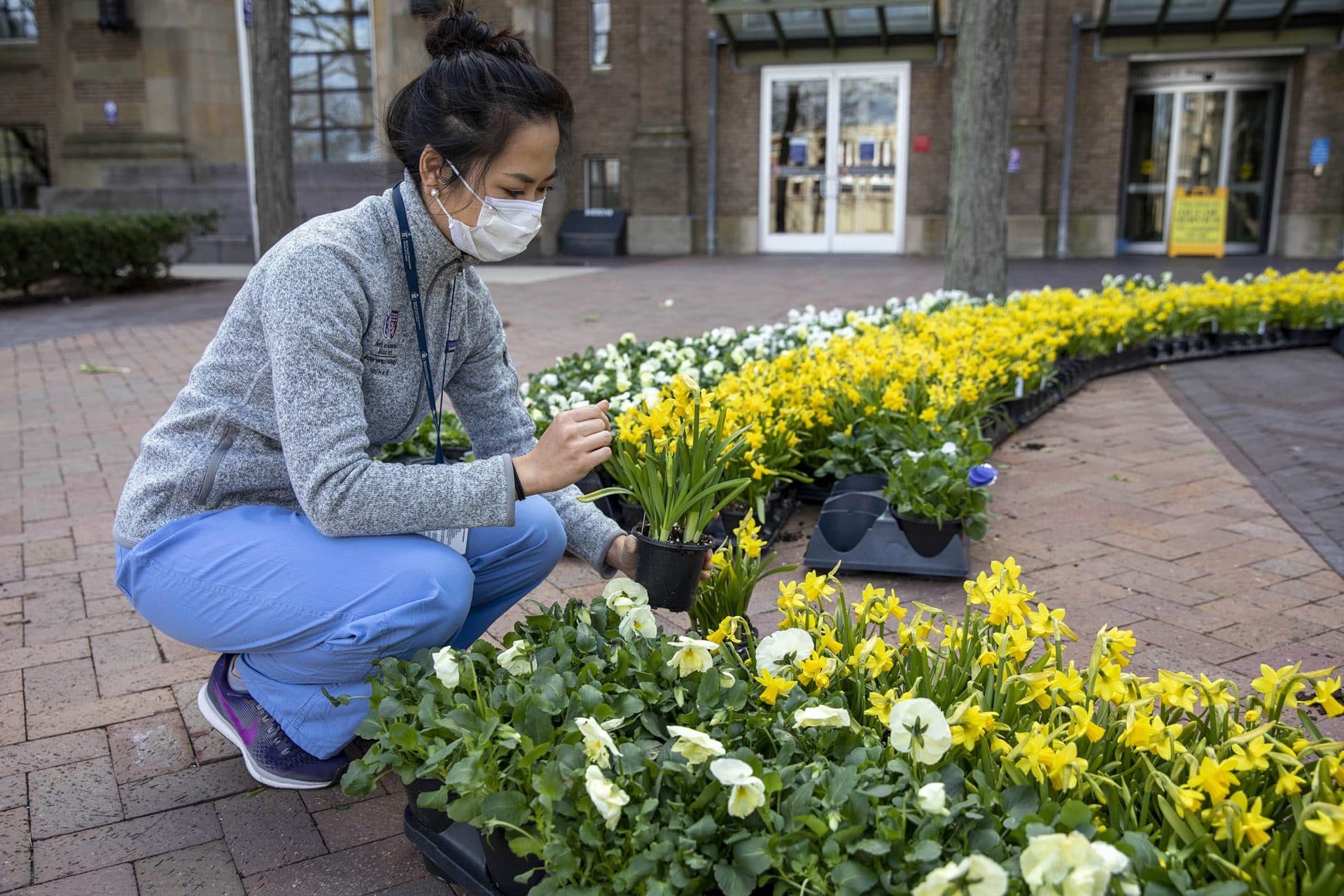 April 10: Radiology Resident Nhi Vo looks over a carpet of daffodils left for medical workers at Beth Israel Deaconess Medical Center. (Robin Lubbock/WBUR)