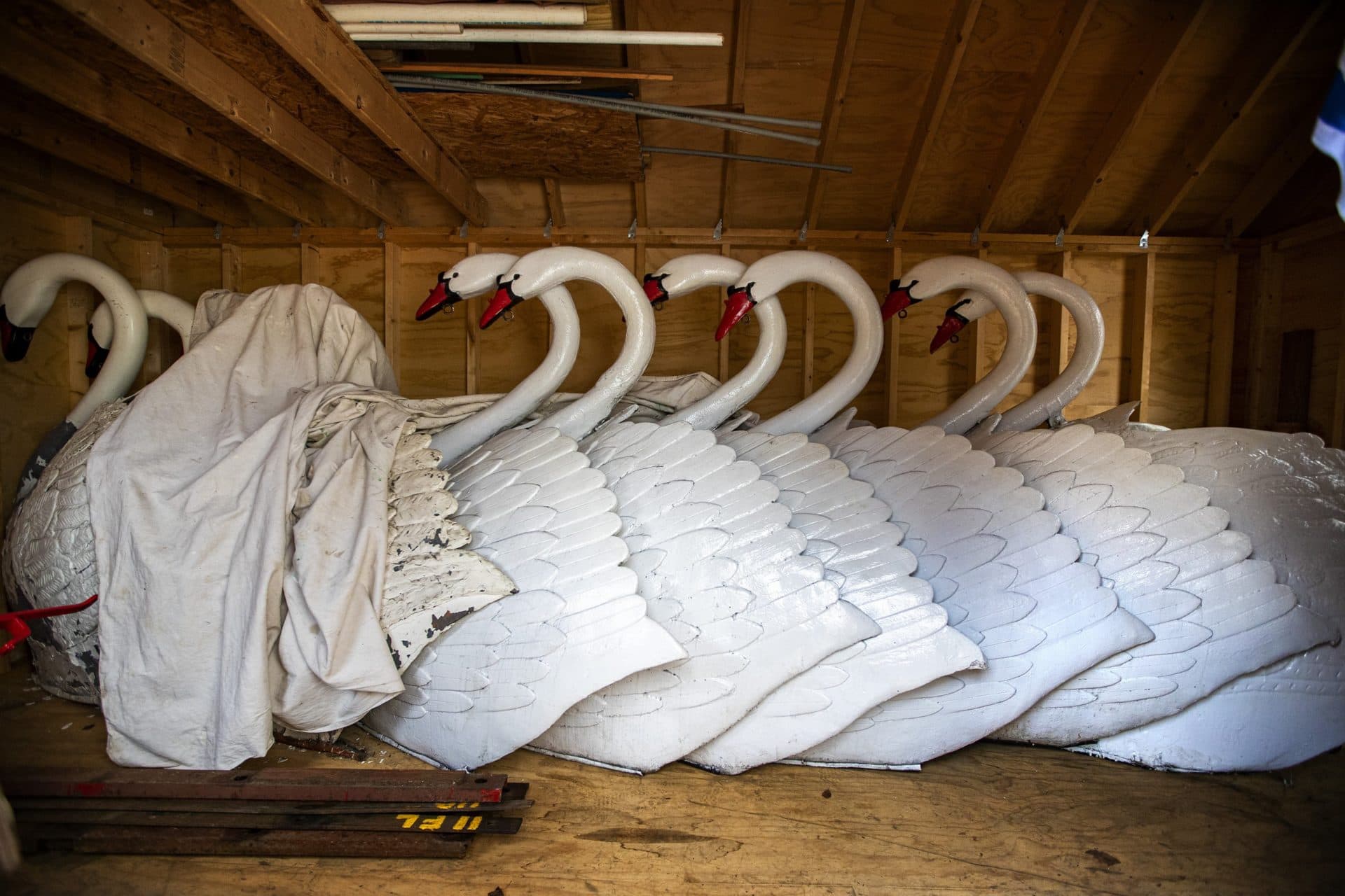 April 16: The swans of Boston Public Garden's “Swan Boats,” which are mounted atop the pontoons, will be kept in storage longer than expected this year. (Jesse Costa/WBUR)