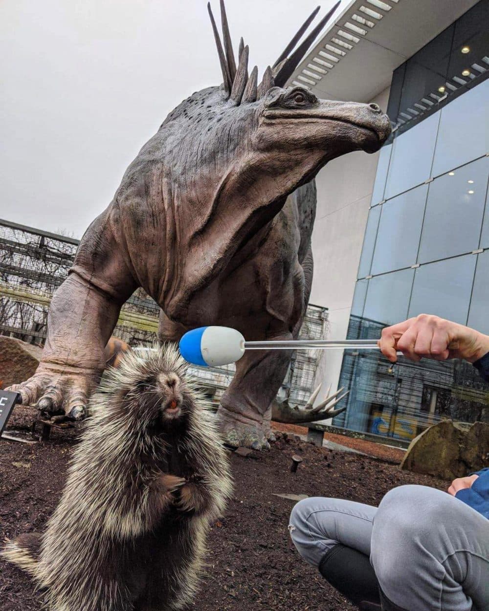 One of the residents of the EcoTarium, a North American Porcupine named Pepper out for a walk. (Courtesy EcoTarium)