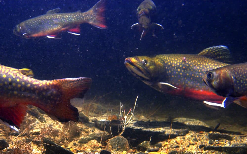 Brook trout in their vibrant autumn spawning colors gather in the Pleasant River in Windham, Maine, Friday, Nov. 16, 2001. (Robert F. Bukaty/AP)