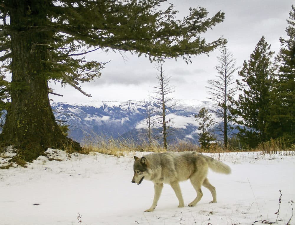 In this Dec. 4, 2014 file photo, a wolf from the Snake River Pack passes by a remote camera in eastern Wallowa County, Oregon (Oregon Department of Fish and Wildlife via AP)