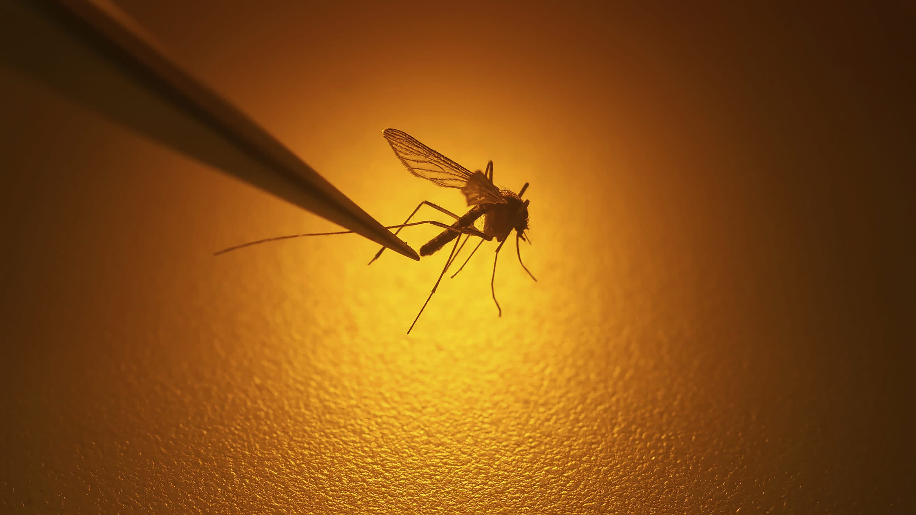 In this Aug. 26, 2019 file photo, Salt Lake City Mosquito Abatement District biologist Nadja Reissen examines a mosquito. The potentially fatal West Nile Virus is popping up more around the U.S. Southwest following a rainier winter. (Rick Bowmer/AP)