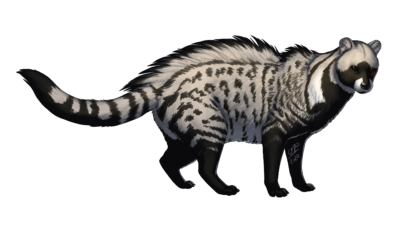 African Civet is a No. 4 seed this year. (Olivia Pellicer)