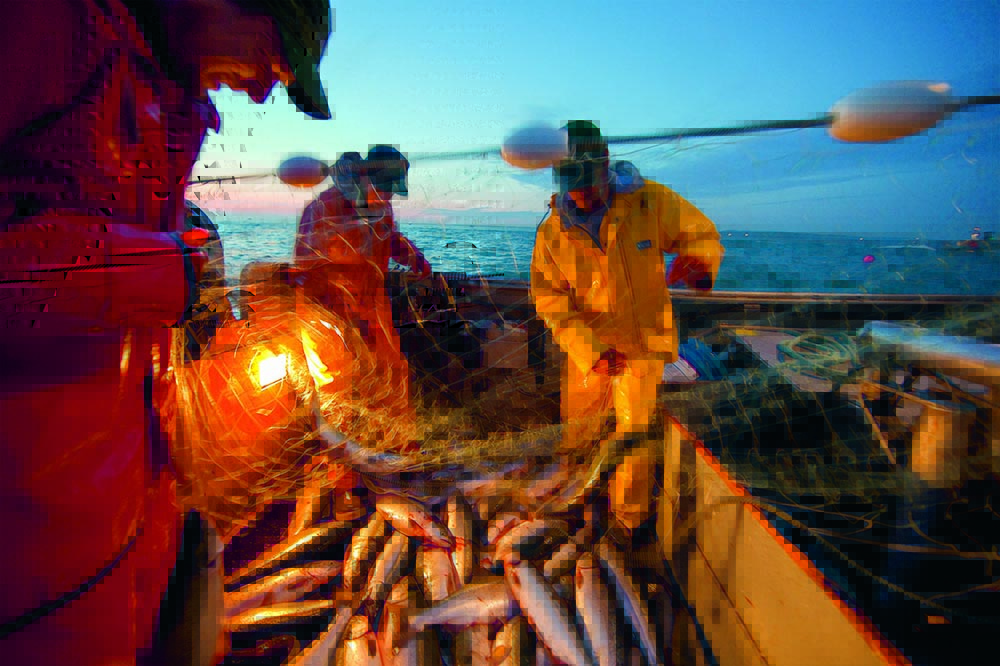 Two fishermen in a setnetter hauling up sockeye salmon in Bristol Bay, Alaska. (Credit: Michael Melford)